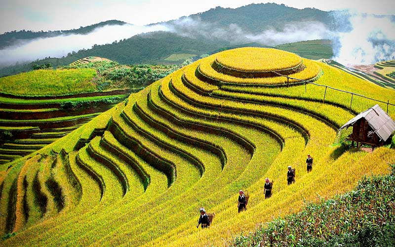 Yen Bai vung dat cua nhung canh dong lua chin vang 1